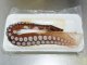活〆真タコ(お刺身用)　足　3L　451g〜490g